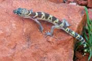 Gecko (Salamanquesa)